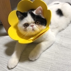 エキゾチックショートヘア、オス3歳