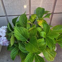 紫陽花　万華鏡