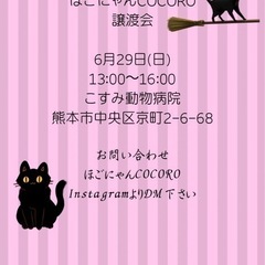 💓わちゃわちゃ子猫ちゃん大集合inこすみ動物病院💓