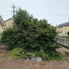 草むしり、剪定して欲しい方！