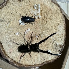メタリフェルホソアカ　成虫ペア