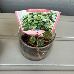 【お譲り先が決まりましたガジュマル、ホヤ　植物　まとめて　無料の画像