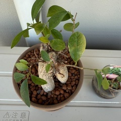 【お譲り先が決まりましたガジュマル、ホヤ　植物　まとめて　無料の画像