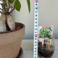 【お譲り先が決まりましたガジュマル、ホヤ　植物　まとめて　無料の画像