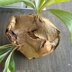 【お譲り先が決まりました】植物　ビカクシダ　無料の画像