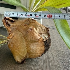 【お譲り先が決まりました】植物　ビカクシダ　無料の画像