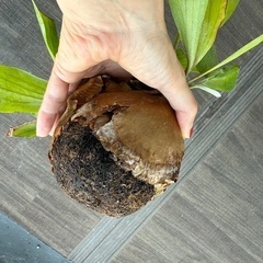 【お譲り先が決まりました】植物　ビカクシダ　無料の画像
