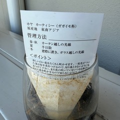 【お譲り先が決まりましたガジュマル、ホヤ　植物　まとめて　無料の画像