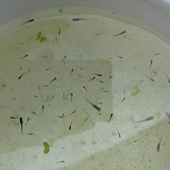 高級メダカ　ミックス稚魚10匹+aの画像