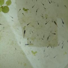 高級メダカ　ミックス稚魚10匹+aの画像