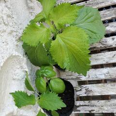 バジルと大葉MIX　家庭菜園　オーガニック　無農薬