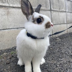 ミニうさぎ