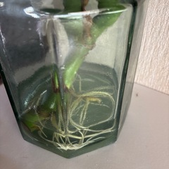 観葉植物モンステラ（お話中、
期間限定） の画像