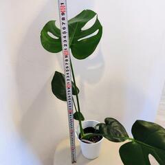 モンステラ①苗木　高さ55cm 　状態良好　観葉植物の画像