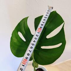 モンステラ①苗木　高さ55cm 　状態良好　観葉植物の画像