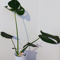 モンステラ①苗木　高さ55cm 　状態良好　観葉植物の画像