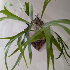 【大株】【良形】ビカクシダ　ペガサス（P. Pegasus)  観葉植物　コウモリランの画像