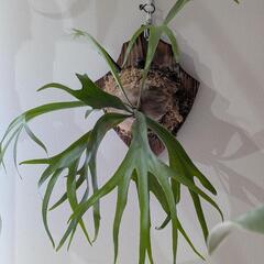 【大株】【良形】ビカクシダ　ペガサス（P. Pegasus)  観葉植物　コウモリランの画像
