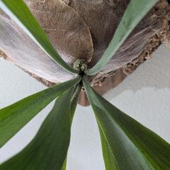 【大株】【良形】ビカクシダ　ペガサス（P. Pegasus)  観葉植物　コウモリランの画像