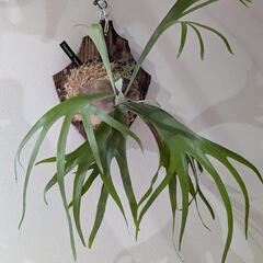 【大株】【良形】ビカクシダ　ペガサス（P. Pegasus)  観葉植物　コウモリランの画像