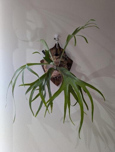 ビカクシダ コウモリラン ペガサス (群生株・親株・大型) ビカクシダ コウモリラン ペガサス ⑦ ビカクシダ コウモリラン