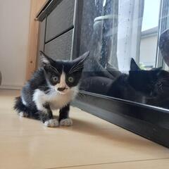 推定１ヶ月半の男の子🐱
