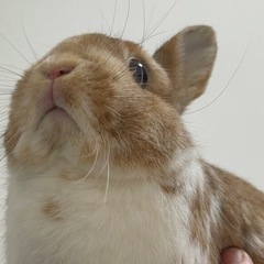 ネザーランドドワーフ