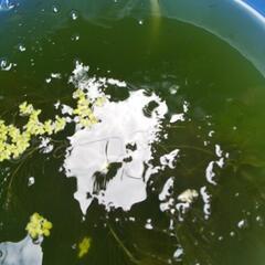 孵化から2週間の稚魚