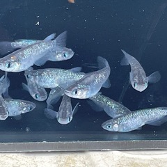 メダカ　サファイア　稚魚の画像