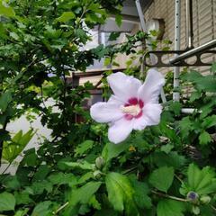 ムクゲ　芙蓉　植木ガーデニング　園芸の画像