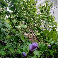 ムクゲ　芙蓉　植木ガーデニング　園芸の画像