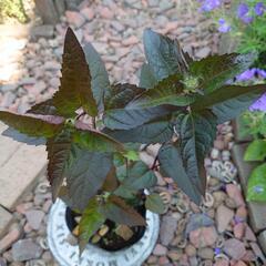 ヘリオプシス ブリーディングハーツの画像