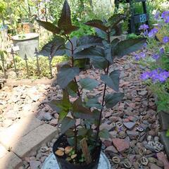 ヘリオプシス ブリーディングハーツの画像