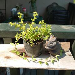 花✳苗   セダム  ツルマンネングサ  ガーデニング の画像