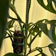 観葉植物 マドカズラ　支柱仕立ての画像
