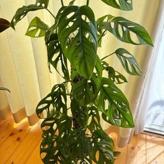 観葉植物 マドカズラ　支柱仕立ての画像