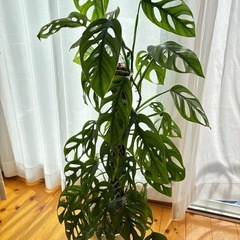 観葉植物 マドカズラ　支柱仕立ての画像
