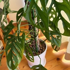 観葉植物 マドカズラ　支柱仕立ての画像