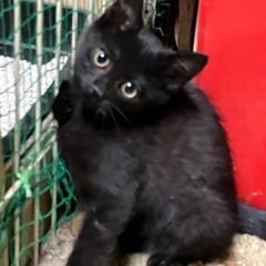 ベタベタに人馴れしてる黒猫三姉妹2ヶ月