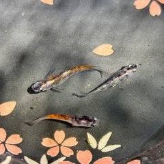 墨紅玉オス2メス1(墨乗りばっちり！)の画像