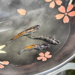 墨紅玉オス2メス1(墨乗りばっちり！)の画像