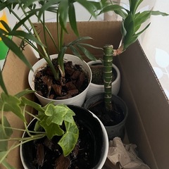 小さな観葉植物