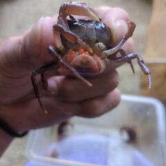 📢サワガニ  🦀の画像