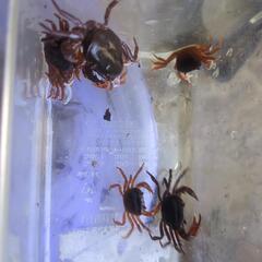 📢サワガニ  🦀の画像