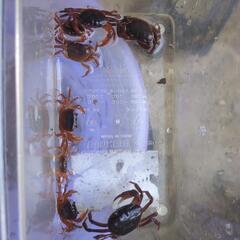 📢サワガニ  🦀