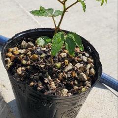 山椒の苗の画像