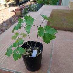 オダマキ ピンクペチコート   花☆苗 宿根草 ❁⃘*.ﾟ庭ガーデニングの画像