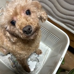 無料譲渡，早い方優先です。他にまだいます
