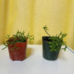 リプサリス