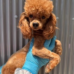 トイプードル1歳の男の子